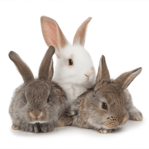 Lapilest : l'assurance digestive et performance du lapin