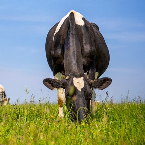 Novatan, Improving protein efficiency of diets | Feedia