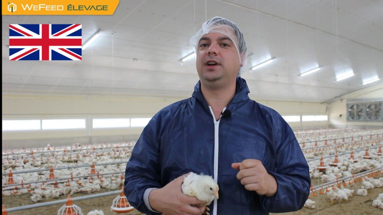 Vidéo Wefeed  Volaille éleveur
