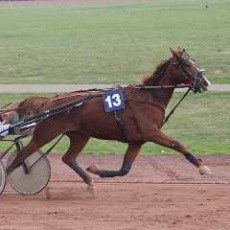 jument trot photo jennifer