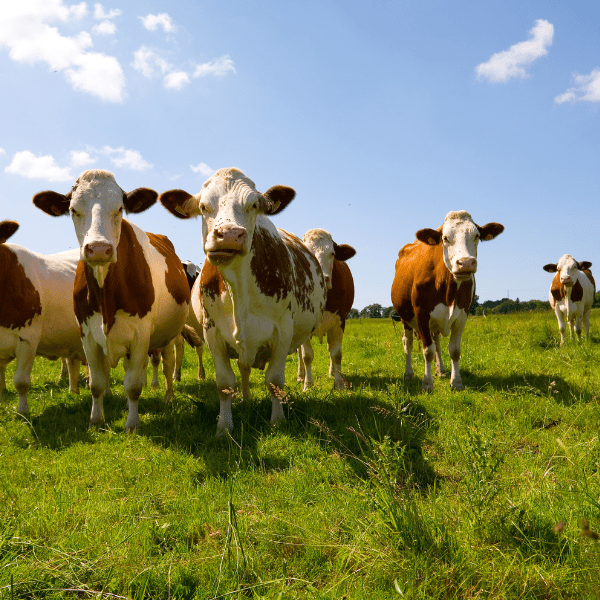 Vaches montbeliardes dans un champ