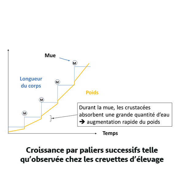 Graphique mue de la crevette