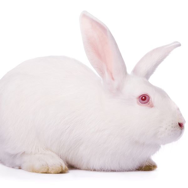 Lapine