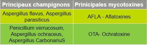 Mycotoxines de stockage
