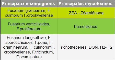 Mycotoxines des champs