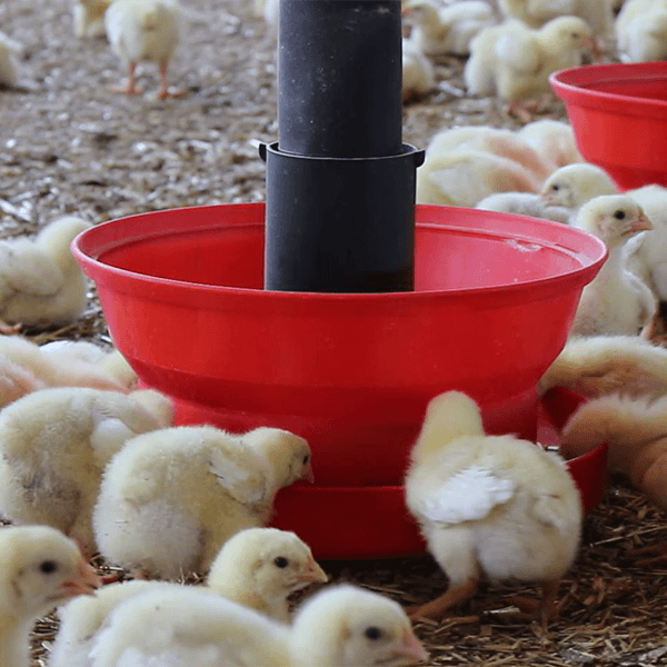 Poussins mangeoire