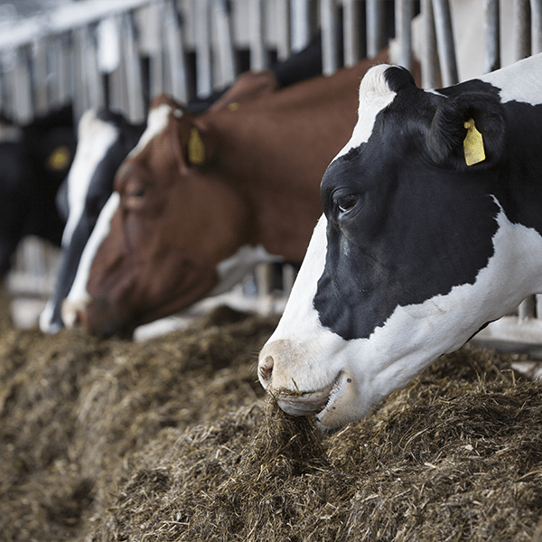 vaches laitières à l'auge