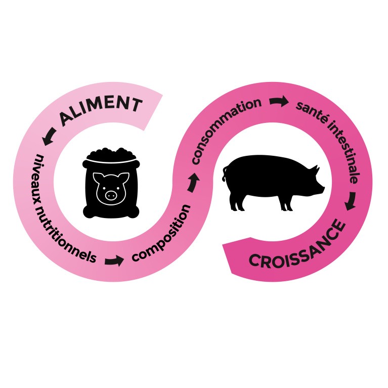 Schéma de l'aliment à la croissance en porc