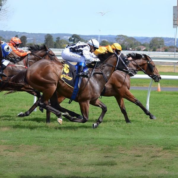 horses racing deshydratation