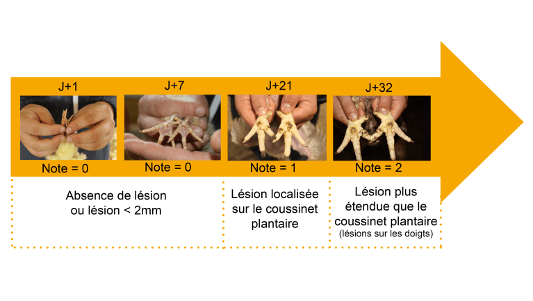Frise notation pododermatites