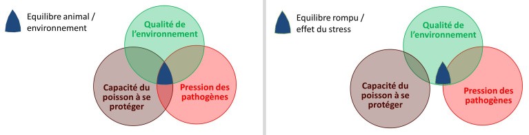 Impact du stress sur les poissons d'élevage