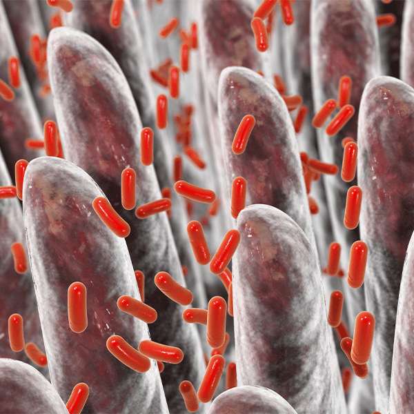 Microbiote