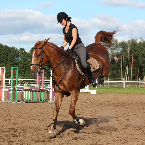 Working mare in heat