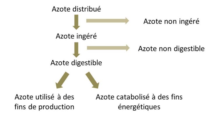 schéma sur la réduction des excrétions d'ammonique
