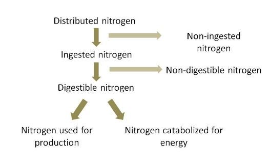 simplified_flow_pattern_of_nitrogen_in_a_fish_pond