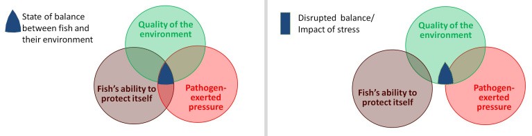 stress-impact-fish