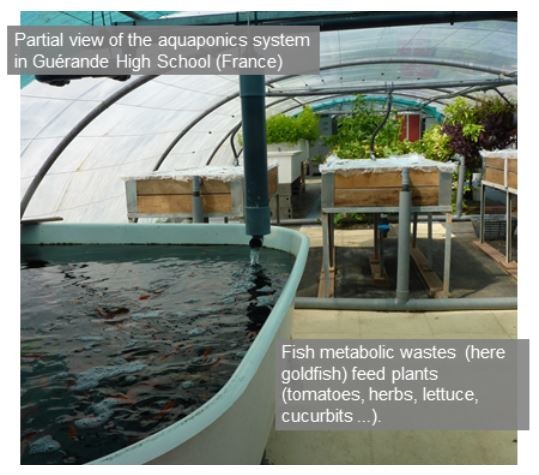 Aquaponics system