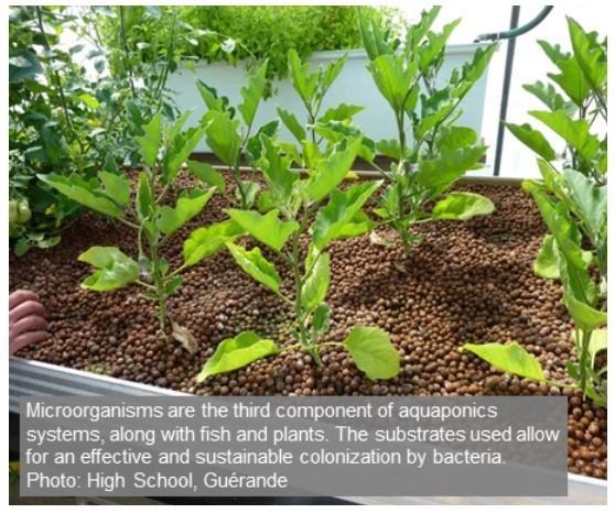 Aquaponics system