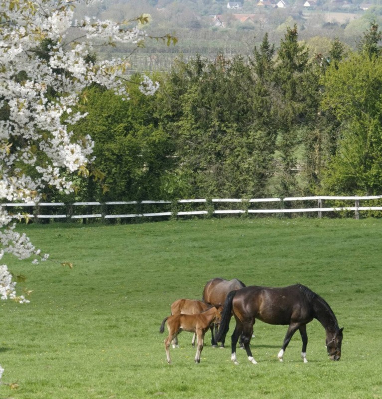 Mare with foals in a meadow