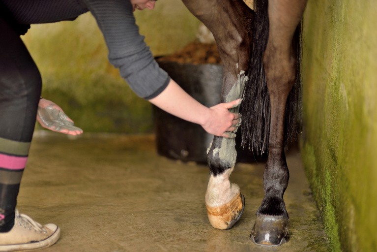 Application d'argile sur la jambe d'un cheval