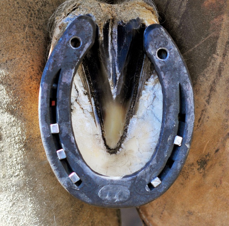 Fourchette d'un cheval