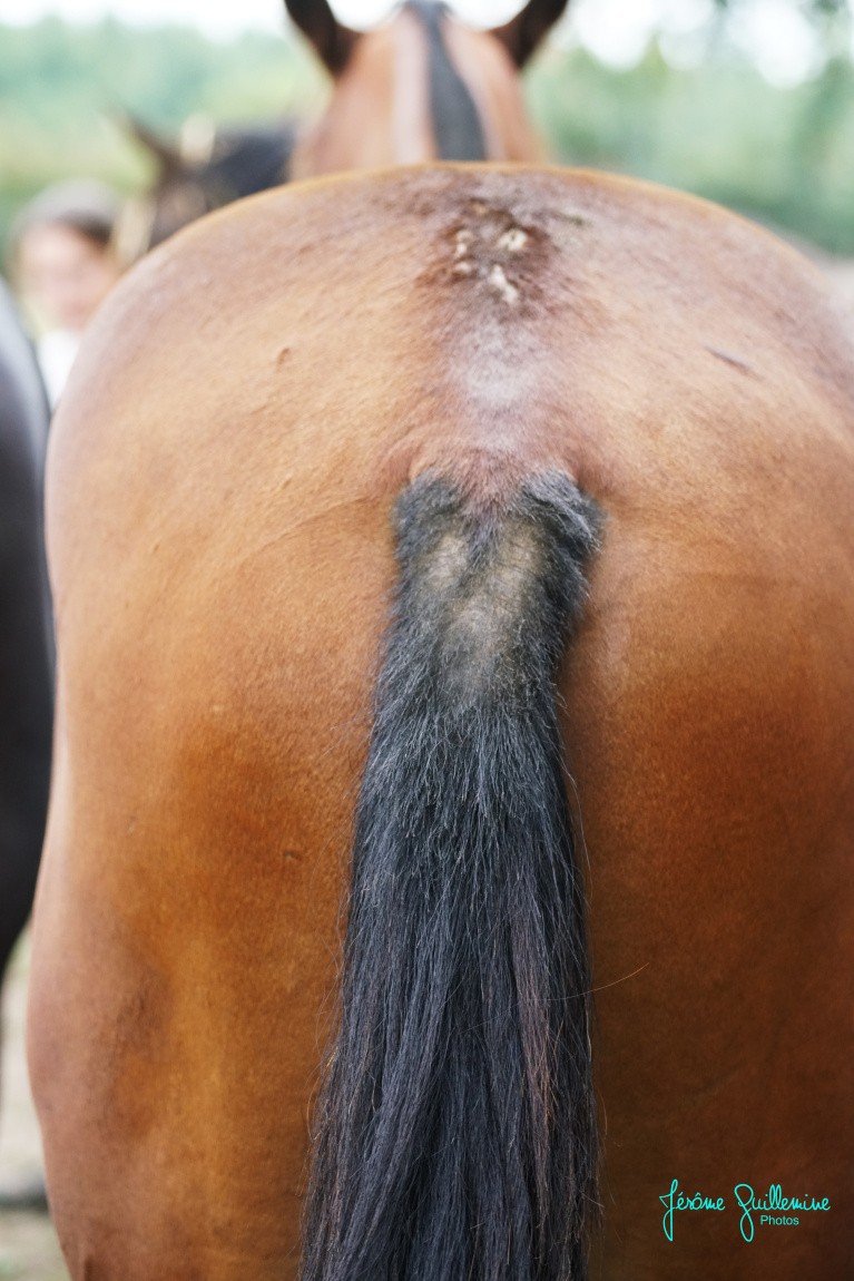 Dermite sur la queue d'un cheval