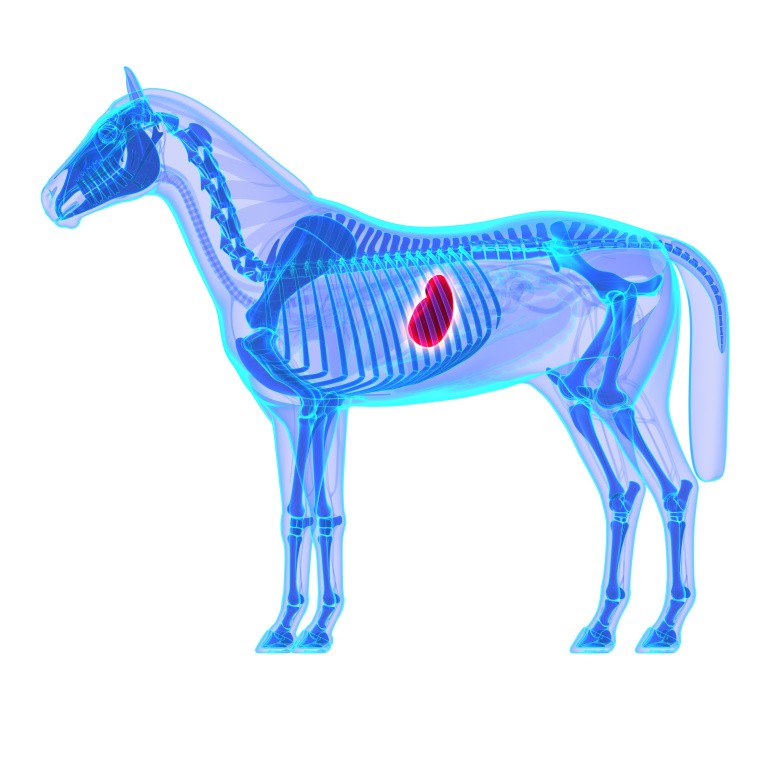 Schéma anatomique montrant l'estomac d'un cheval