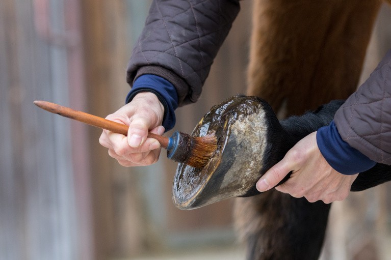Treating a horse's foot with ointment