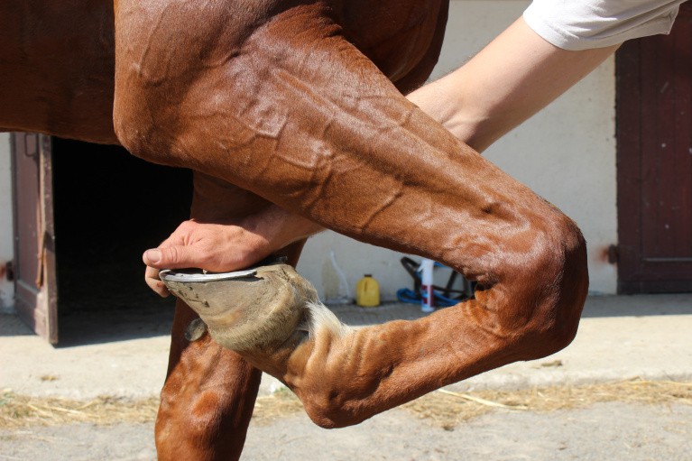 Jambe d'un cheval pliée