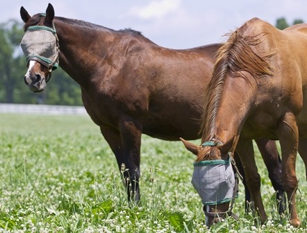 Horses wearing caps to protect their eyes