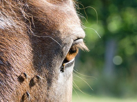 Flies on a horse's eyes