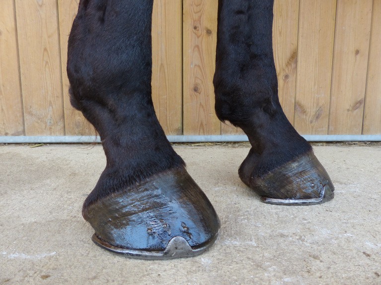 Hooves of a foal