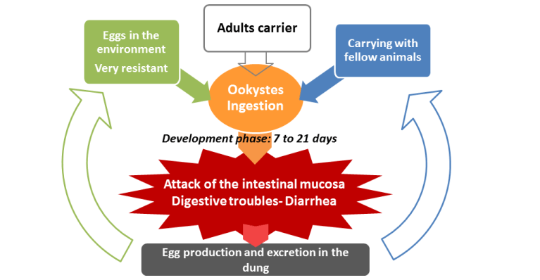 parasitic-infestation-process