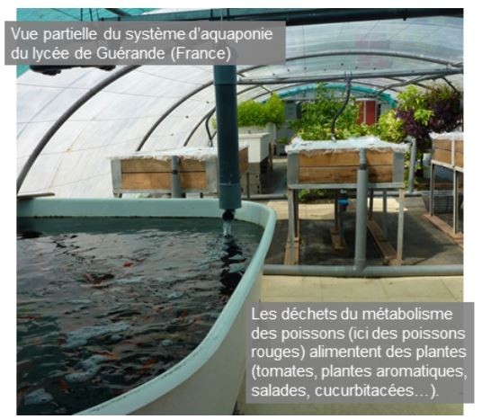 Système d'aquaponie