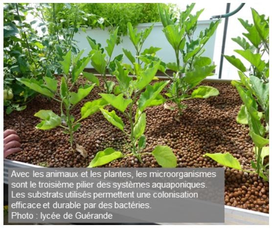 Système d'aquaponie