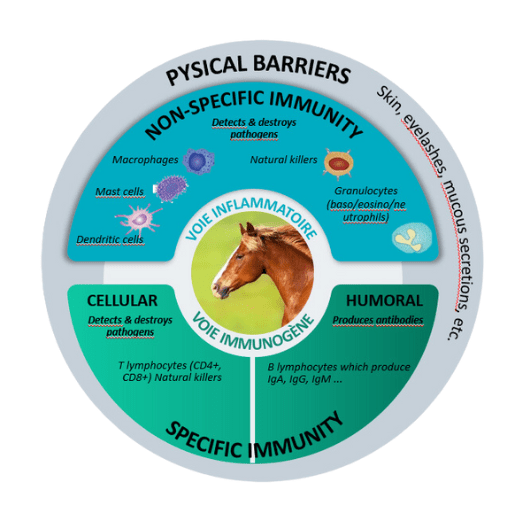 Diagram explaining specific and non-specific immunity