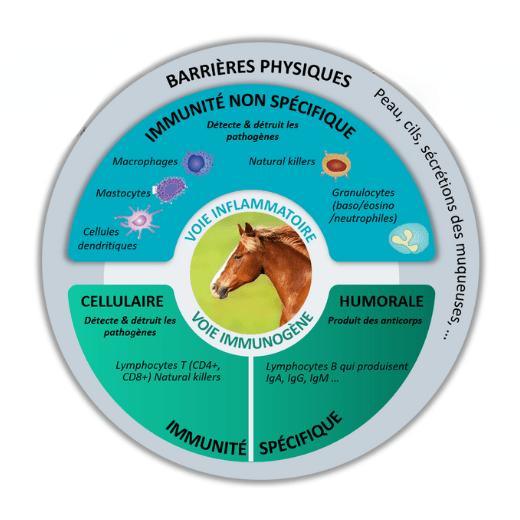 Schéma expliquant l'immunité spécifique et non spécifique