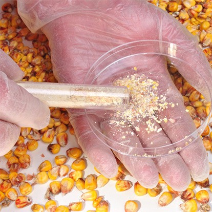 Main tenant une fiole au dessus de grain de maïs