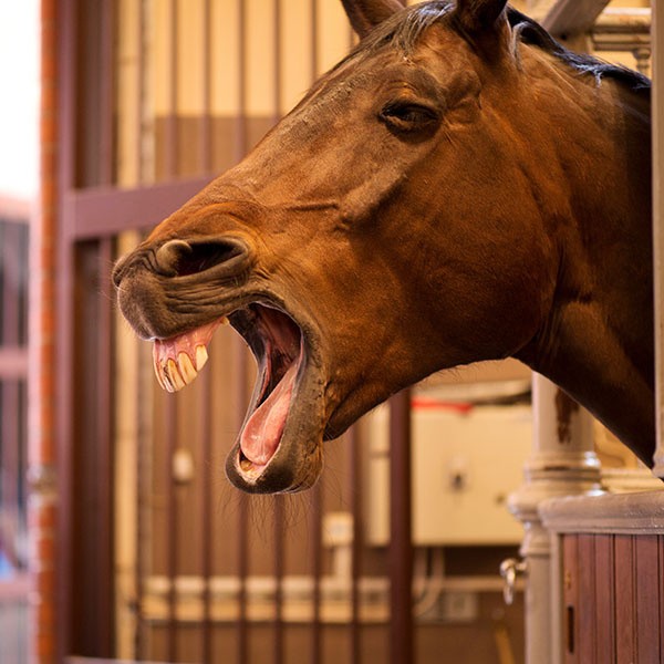 Cheval avec bouche ouverte