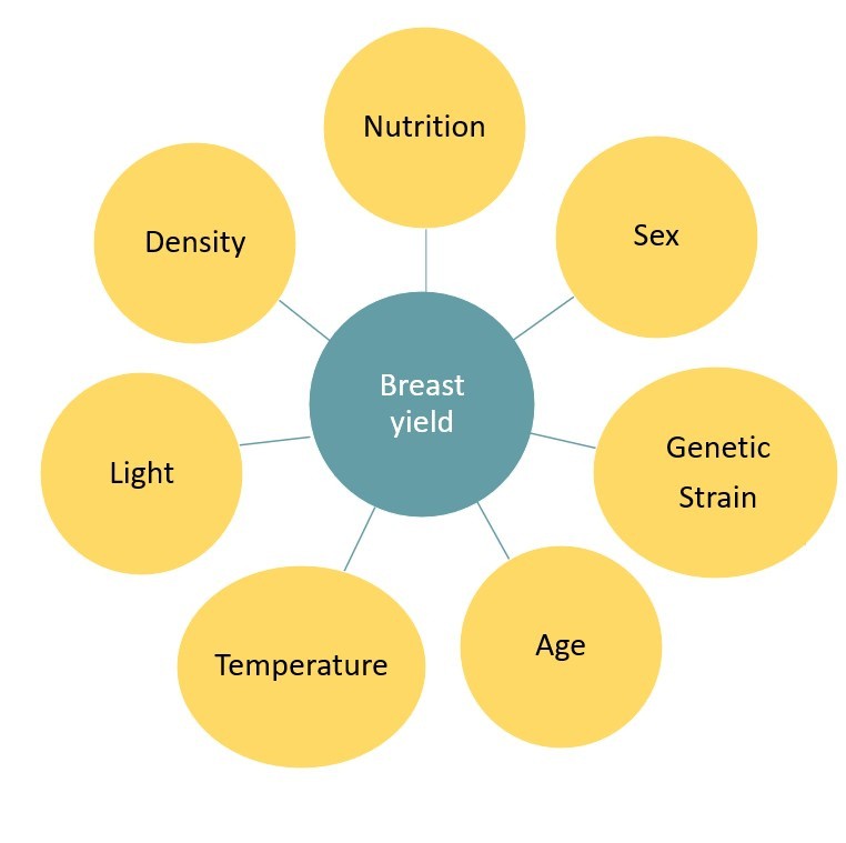 Illustration of chicken fillet yield