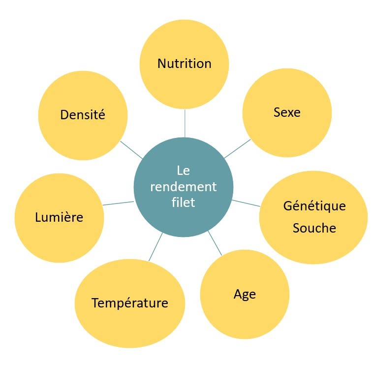 Illustration du rendement filet