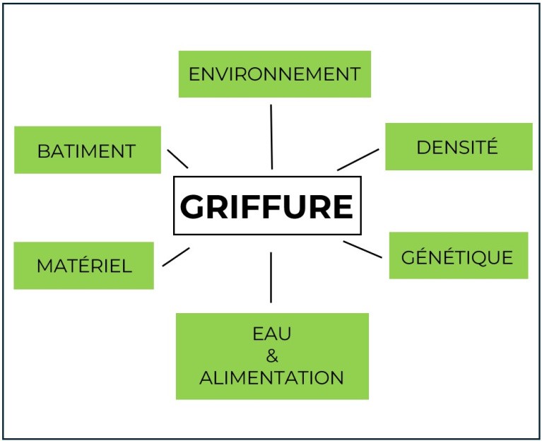 schéma griffure volaille