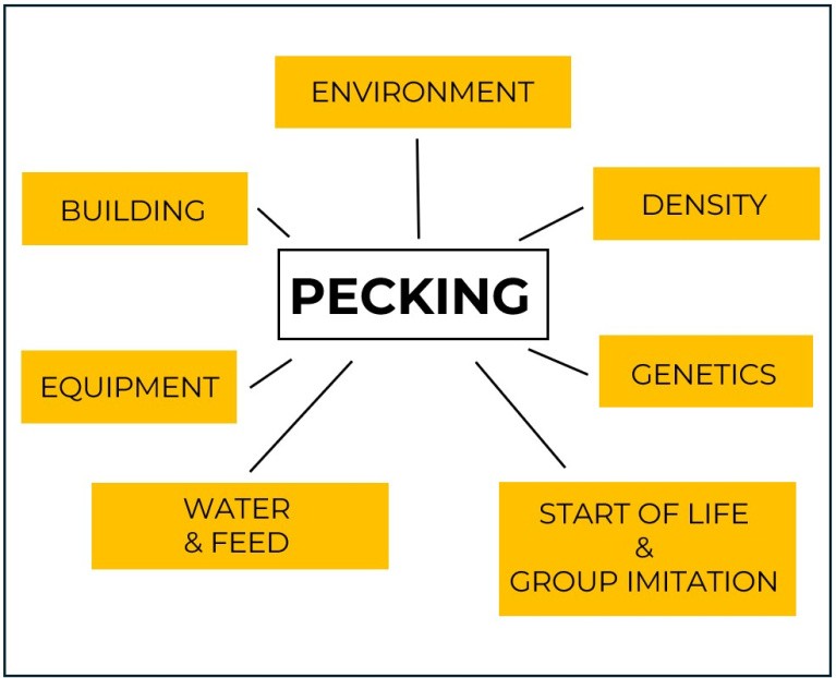 poultry pecking