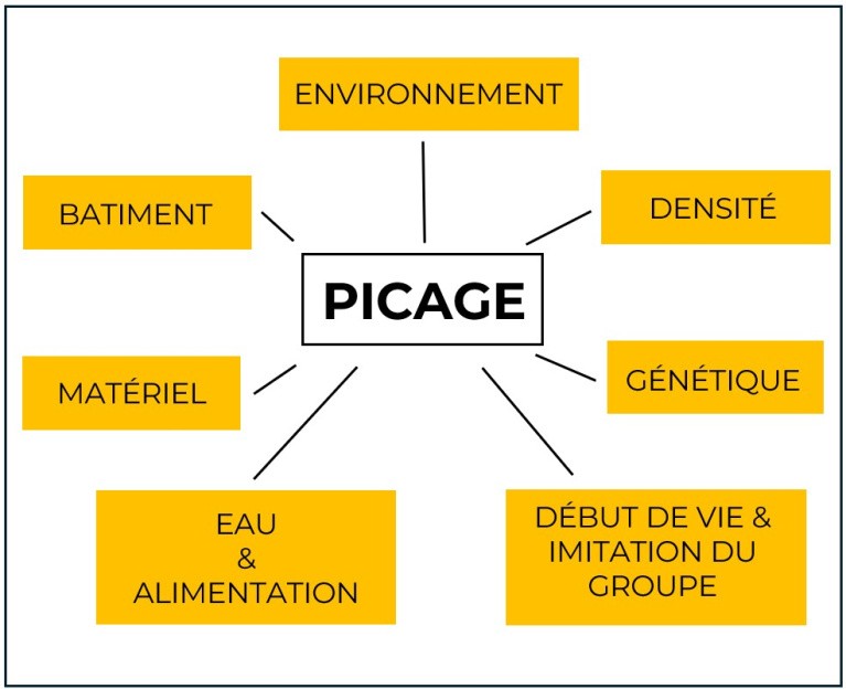 volaille picage