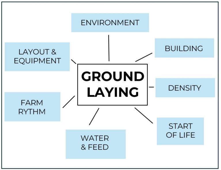 poultry ground laying