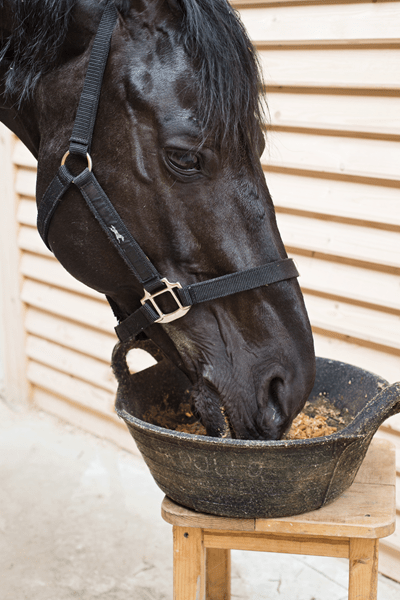 horse eating out of a bucket