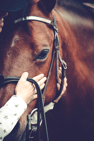 human hand stroking a horse's head