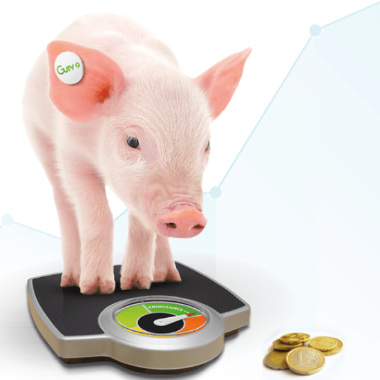 Porc guty efficacité alimentaire naturelle 