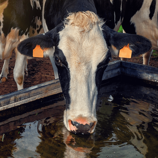 Dairy cool Solution innovante pour faire face au stress thermique