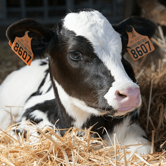 Gérer les périodes à risques du jeune ruminant